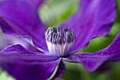 CLEMATIS APHRODITE