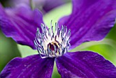 CLEMATIS APHRODITE