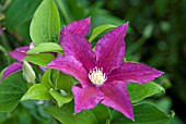 CLEMATIS RED PEARL