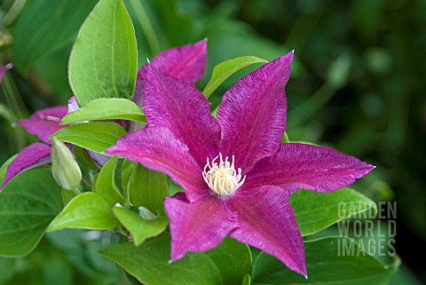 CLEMATIS_RED_PEARL