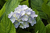 HYDRANGEA MACROPHYLLA LA FRANCE