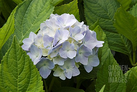 HYDRANGEA_MACROPHYLLA_LA_FRANCE