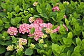 HYDRANGEA MACROPHYLLA KING GEORGE