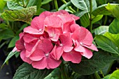 HYDRANGEA MACROPHYLLA KING GEORGE