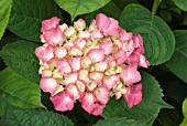 HYDRANGEA MACROPHYLLA KING GEORGE