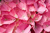 HYDRANGEA MACROPHYLLA KING GEORGE