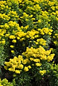 SOLIDAGO GLOMERATA GOLDKIND