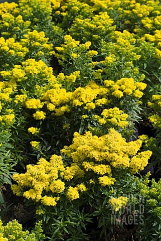 SOLIDAGO_GLOMERATA_GOLDKIND