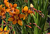 CROCOSMIA EMILY MCKENZIE