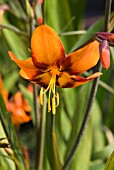 CROCOSMIA EMILY MCKENZIE