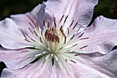 CLEMATIS CONGRATULATIONS