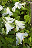 CLEMATIS ALBA LUXURIANS