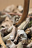 ANGUIS FRAGILIS (SLOW WORM)