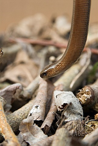 ANGUIS_FRAGILIS_SLOW_WORM