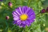 ASTER NOVI-BELGII SAMOA