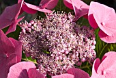 HYDRANGEA MACROPHYLLA PINK