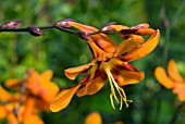 CROCOSMIA X CROCOSMIIFLORA EMILY MCKENZIE