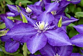 CLEMATIS DANIEL DERONDA