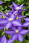 CLEMATIS DANIEL DERONDA