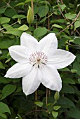 CLEMATIS HENRYI