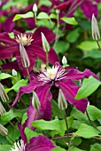 CLEMATIS NIOBE