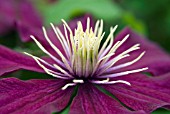 CLEMATIS NIOBE