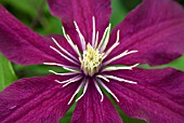 CLEMATIS NIOBE