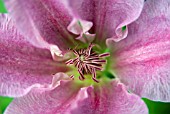 CLEMATIS CONGRATULATIONS