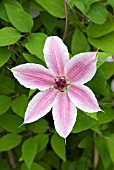 CLEMATIS LINCOLN STAR