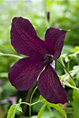 CLEMATIS BLACK PRINCE