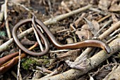 ANGUIS FRAGILIS (SLOW WORM)