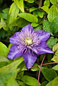 CLEMATIS MULTI BLUE