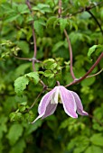 CLEMATIS JACQUELINE DU PRE