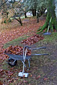 COLLECTING AUTUMN LEAVES