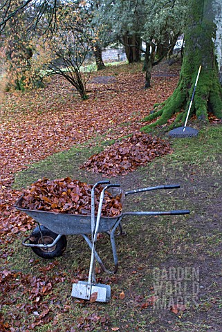 COLLECTING_AUTUMN_LEAVES
