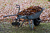 COLLECTING AUTUMN LEAVES
