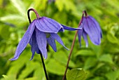 CLEMATIS ALPINA PAMELA JACKMAN