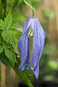 CLEMATIS ALPINA BLUE DANCER