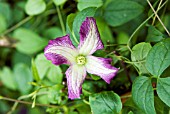 CLEMATIS VITICELLA MINUET