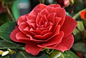 CAMELLIA  RETICULATA BLACK LACE