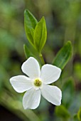 VINCA MINOR ALBA