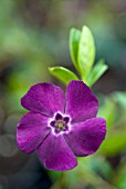 VINCA MINOR ATROPURPUREA