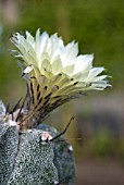 ASTROPHYTUM ORNATUM