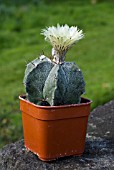 ASTROPHYTUM ORNATUM