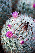 MAMMILLARIA BOMBYCINA