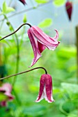 CLEMATIS TEXENSIS ETOILE ROSE