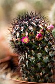 MAMMILLARIA MICROHELIA