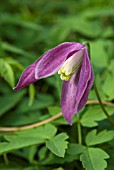 CLEMATIS ALPINA RUBY