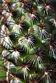 MAMMILLARIA MICROHELIA