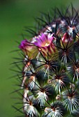 MAMMILLARIA MICROHELIA